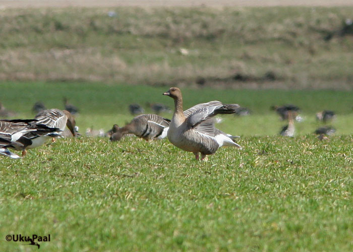 Lühinokk-hani (Anser brachyrhynchus)
T6rvandi, Tartumaa, 6.4.2007

UP
Keywords: pink-footed goose