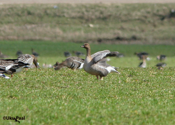 Lühinokk-hani (Anser brachyrhynchus)
T6rvandi, Tartumaa, 6.4.2007

UP
Keywords: pink-footed goose