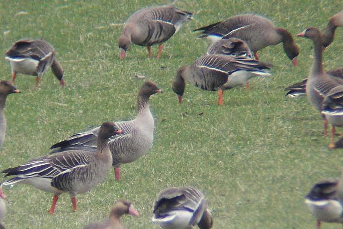 Lühinokk-hani (Anser brachyrhynchus)
Saadjärv, Tartumaa, 6.05.2005

UP
Keywords: pink-footed goose