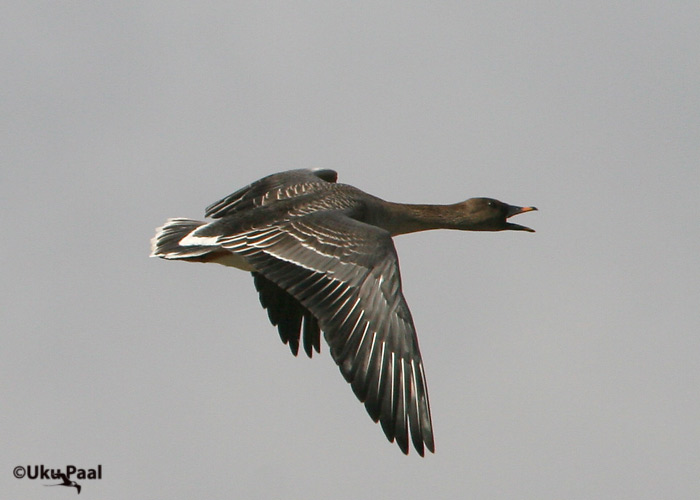 Rabahani (Anser fabalis)
Aardla, Tartumaa, aprill 2007
Keywords: Tundra taiga Bean Goose