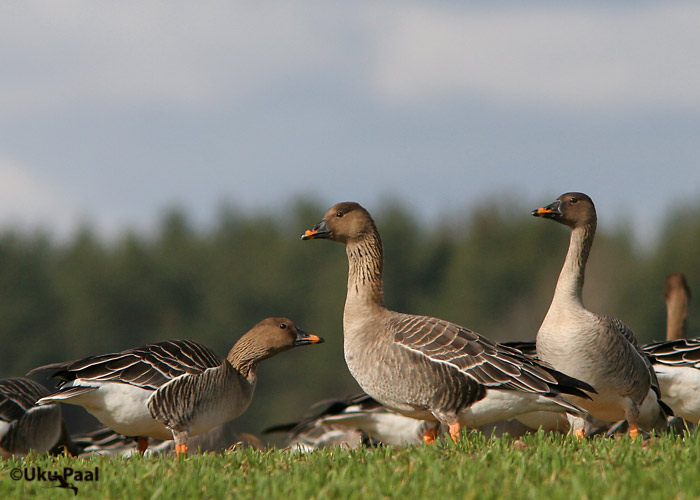 Tundra-rabahaned (Anser fabalis rossicus)
Aardla, Tartumaa, aprill 2007
Keywords: Bean goose