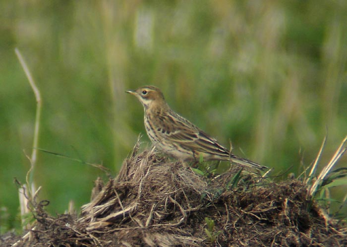 Tundakiur (Anthus cervinus)
Pulgoja, Pärnumaa, 5.9.2005

UP
Keywords: red-throated pipit