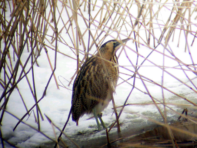 Hüüp (Botaurus stellaris)
Pikla, Pärnumaa, 21.02.2005. Teadaolevalt kuues hüübi talvitumine Eestis.

Indrek Tammekänd -  digiscoping
Keywords: bittern