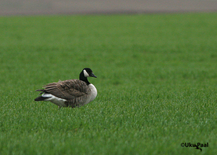 Kanada lagle (Branta canadensis)
Saadjärv, Tartumaa, 21.04.2007
Keywords: Canada Goose
