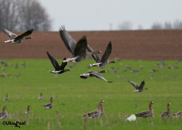 Punakael-lagle (Branta ruficollis)
Kureküla, Tartumaa, 20.4.2007
Keywords: red-breasted goose