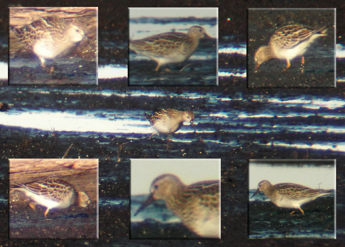 Kiripugu-rüdi (Calidris melanotos)
Ilmatsalu, Tartumaa, 17.9.2005. Eesti esimene. First for Estonia.

UP
Keywords: pectoral sandpiper