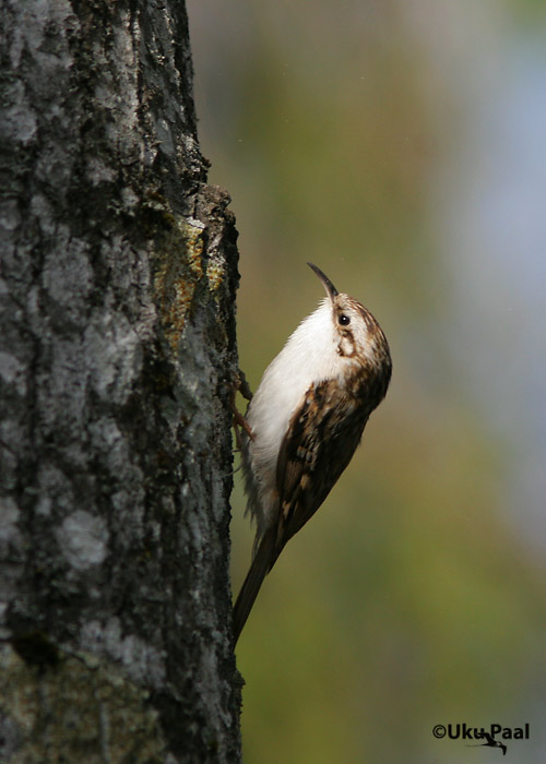 Porr (Certhia familiaris)
Ilmatsalu, Tartumaa, aprill 2007
Keywords: Treecreeper