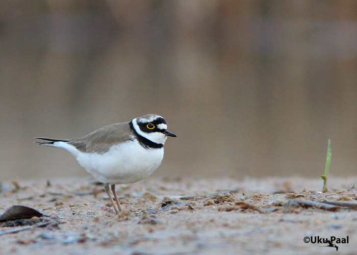 Väiketüll (Charadrius dubius)
Saadjärv, Tartumaa, mai 2007
Keywords: Little Ringed Plover