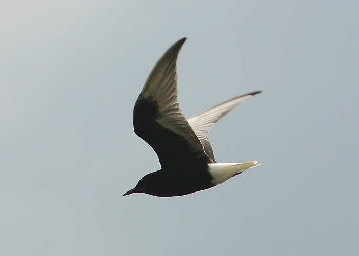 Valgetiib-viires (Chlidonias leucopterus)
Aardla, Tartumaa, 12.6.2005

UP
Keywords: white winged tern