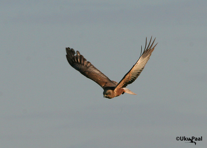 Roo-loorkull (Circus aeruginosus)
Aardla, Tartumaa, mai 2007
Keywords: marsh Harrier