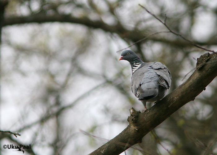 Kaelustuvi (Columba palumbus)
Tartu, Tartumaa, mai 2007
Keywords: wood pigeon