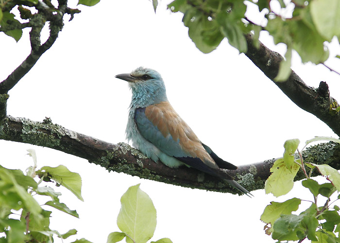 Siniraag (Coracias garrulus)
Valgamaa, juuli 2005

Pekka Komi
Keywords: roller