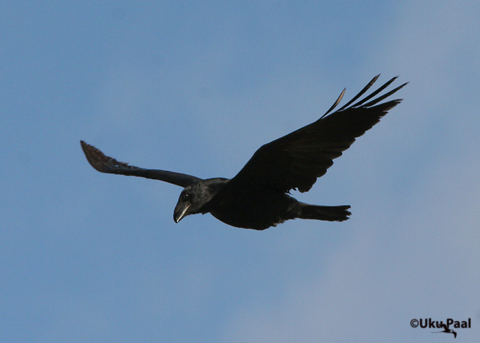 Ronk (Corvus corax)
Aardla, Tartumaa, aprill 2007
Keywords: raven kaaren