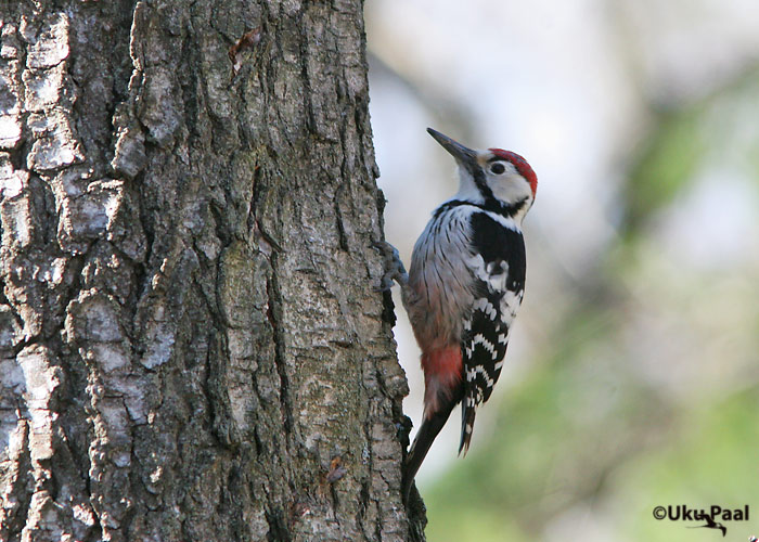 Valgeselg-kirjurähn (Dendrocopos leucotos)
Tartu, Tartumaa, aprill 2007
Keywords: white-backed woodpecker