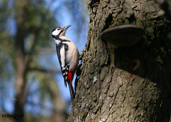 Suur-kirjurähn (Dendrocopos major)
Tartu, Tartumaa, aprill 2007
Keywords: great spotted woodpecker