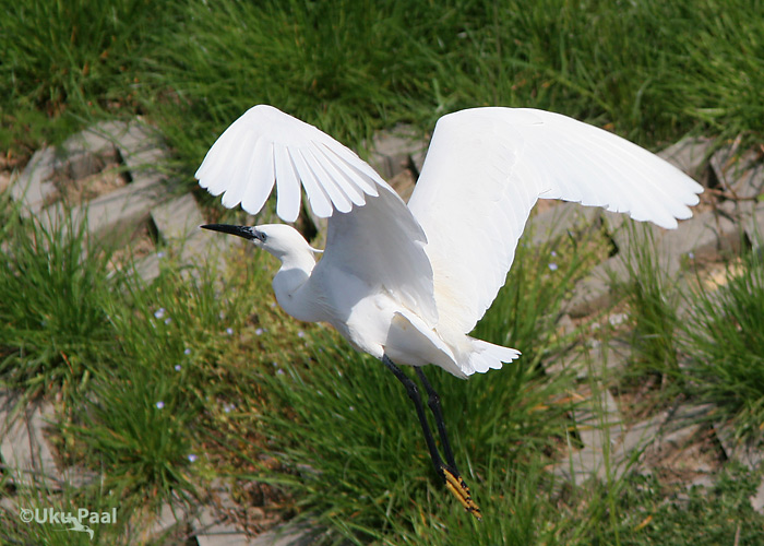 Siidhaigur (Egretta garzetta)
Ilmatsalu, Tartumaa, 19.5.2007. Eesti teine.
Keywords: little egret