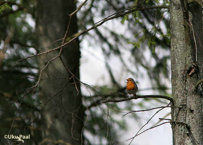 Punarind (Erithacus rubecula)
Tartumaa, aprill 2007
Keywords: robin