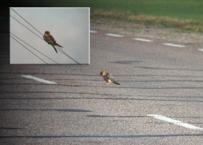 Punajalg-pistrik (Falco vespertinus)
Mammaste, Põlvamaa, 29.8.05. Pilt tehtud digikaameraga läbi binokli, seetõttu ka kvaliteet olematu. Lind käis aeg-ajalt tiheda liiklusega teelt putukaid noppimas. 

UP
Keywords: red-footed falcon