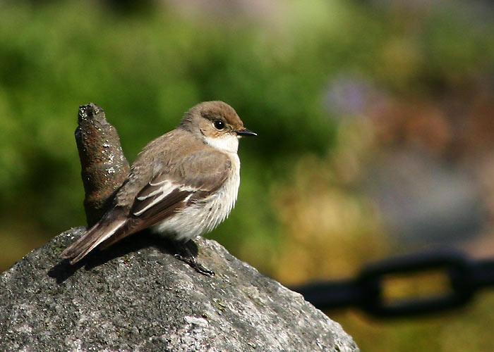 Must-kärbsenäpp (Ficedula hypoleuca)
Tartumaa, mai 2005


UP
Keywords: pied flycatcher