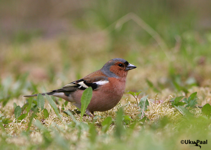 Metsvint (Fringilla coelebs)
Tartu, Tartumaa, aprill 2007
Keywords: Chafffinch