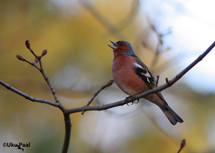 Metsvint (Fringilla coelebs)
Tartu, Tartumaa, aprill 2007
Keywords: Chafffinch