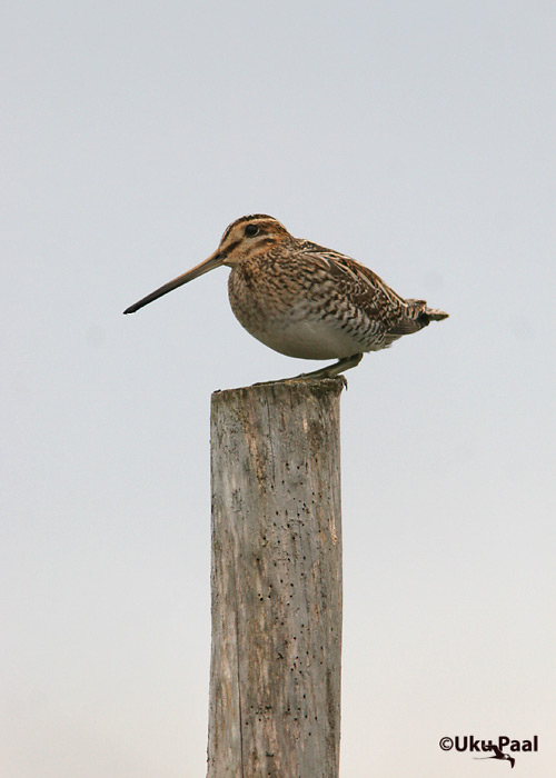 Tikutaja (Gallinago gallinago)
Kudani, Läänemaa, mai 2007
Keywords: common snipe