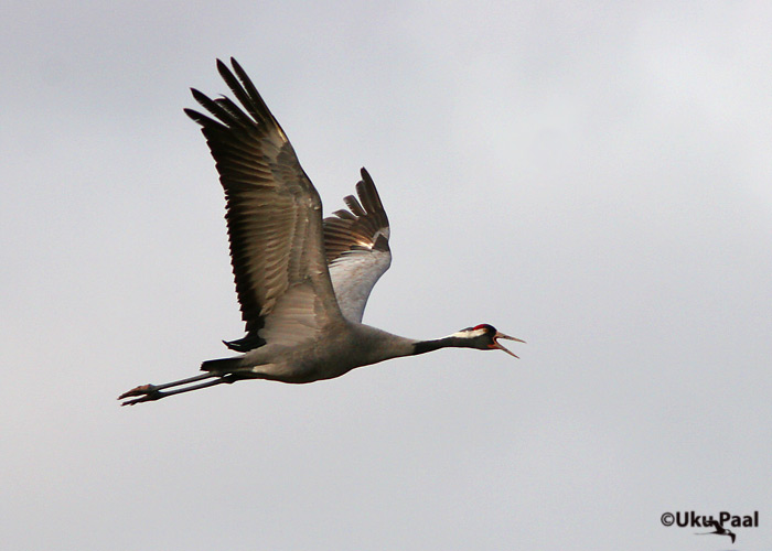 Sookurg (Grus grus)
Tartumaa, aprill 2007
Keywords: common crane