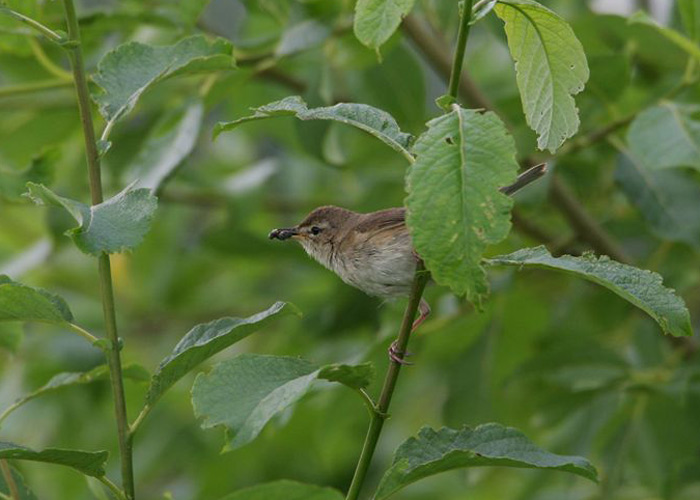 Väike-käosulane (Iduna caligata)
Veretina, Võrumaa, 2004

Mati Kose
Keywords: booted warbler