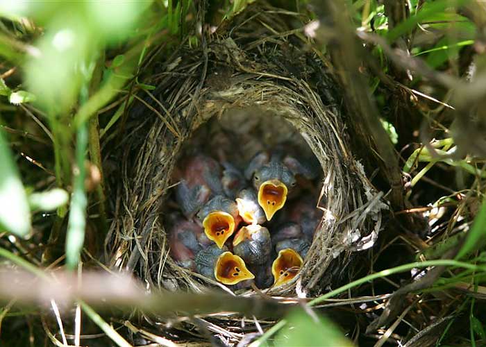 Väike-käosulane (Iduna caligata)
Veretina, Võrumaa, 2004

Mati Kose
Keywords: booted warbler