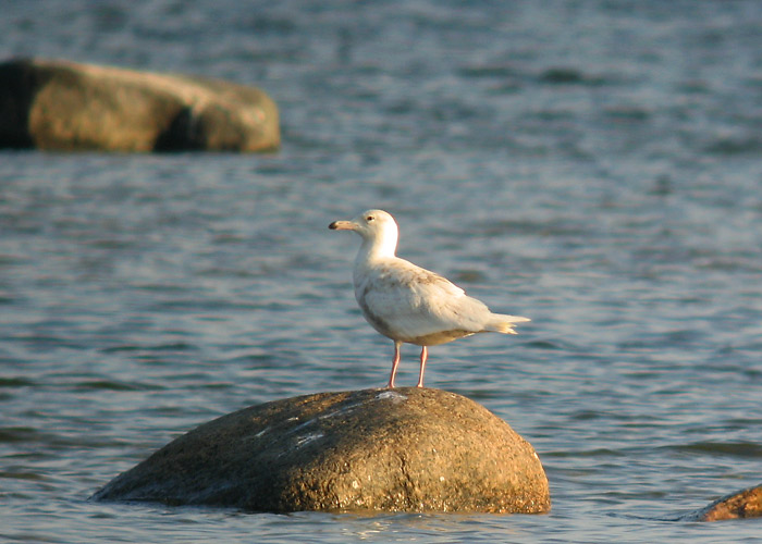 Jääkajakas (Larus hyperboreus)
Kihnu, Pärnumaa, 23.5.2007

Aivo Klein

Keywords: glaucous gull