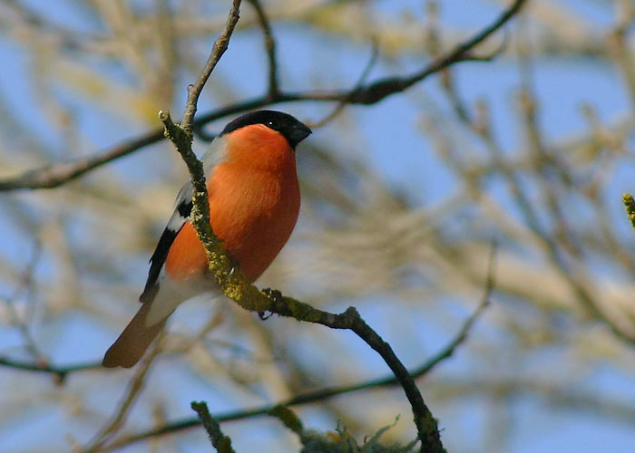 Leevike (Pyrrhula pyrrhula)
Sõrve, Saaremaa, märts 2005

UP
Keywords: bullfinch