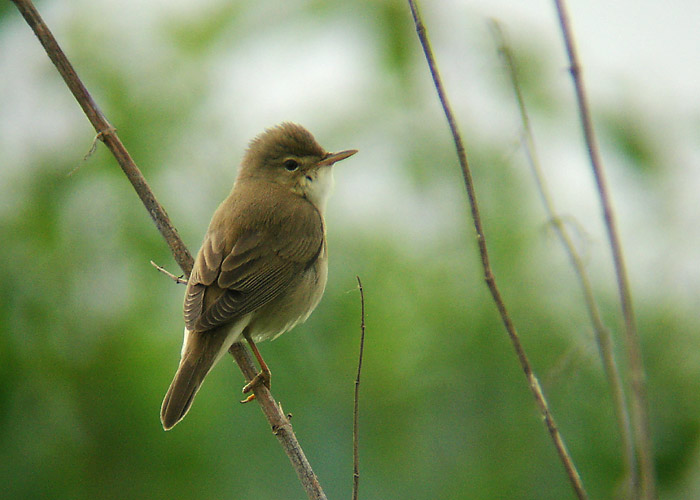 Soo-roolind (Acrocephalus palustris)
Raadi, Tartumaa, mai 2005


UP -  digiscoping
Keywords: marsh warbler