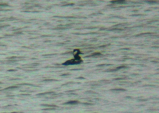 Kübarkoskel (Mergus cucullatus)
Häädemeeste, Pärnumaa, 12.9.2004. 2004. a. sügisel Häädemeestes peatunud kübarkoskel on tõenäoliselt sama isend, kes siit 2003. a. sügisel leiti. Tegemist on siis teise kübarkoskla vaatlusega Eestis ja see on ainuke dokument sellest vaatlusest. Ilm oli vihmane ja lind kaugel merel, seetõttu puudub pildil ka kunstiline kvaliteet.

UP
Keywords: hooded merganser