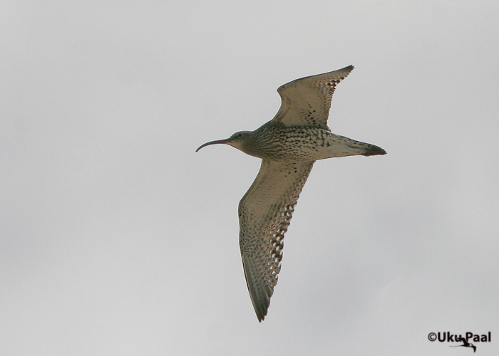 Suurkoovitaja (Numenius arquata)
Tartu, aprill 2007
Keywords: curlew