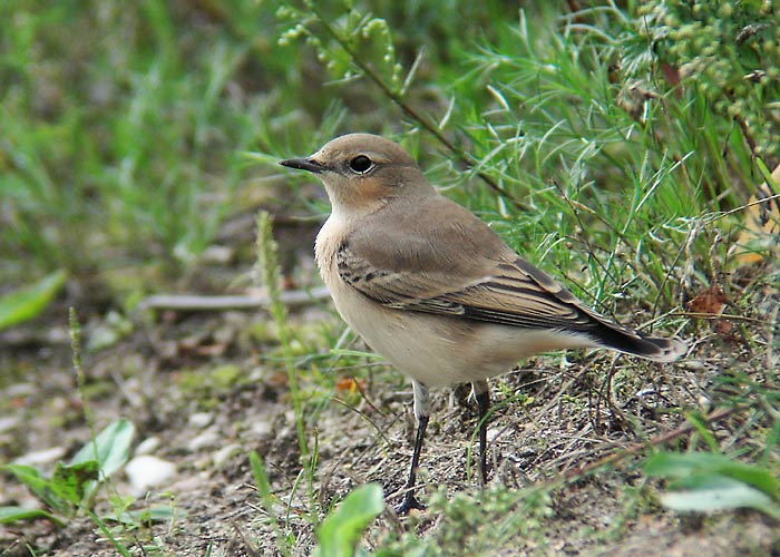 Kivitäks (Oenanthe oenanthe)
Järvere, Võrumaa, august 2005

UP -  digiscoping
Keywords: wheatear