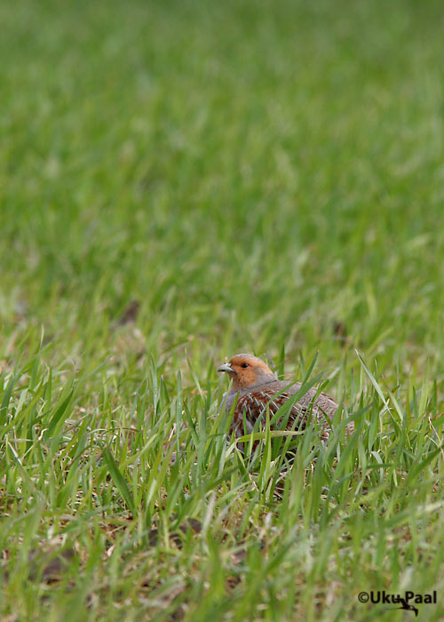 Nurmkana (Perdix perdix)
Tartumaa, aprill 2007
Keywords: grey partridge