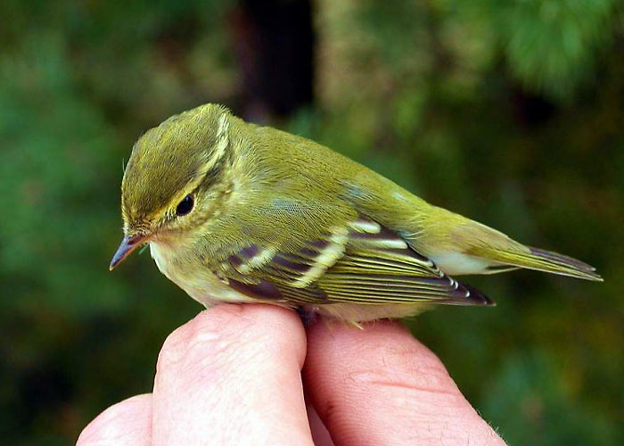 Vööt-lehelind (Phylloscopus inornatus)
Kabli, Pärnumaa, 20.9.2005

Indrek Tammekänd
Keywords: yellow-browed warbler