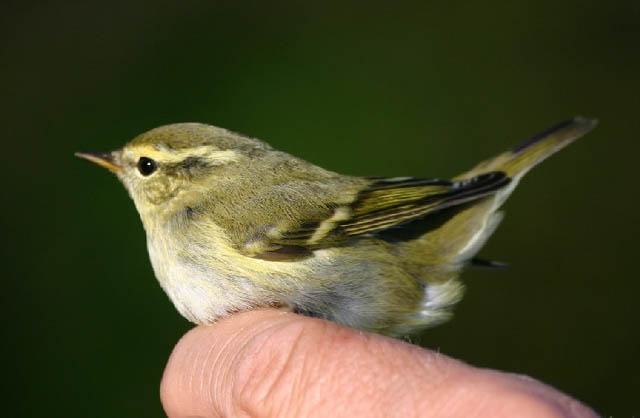 Vööt-lehelind (Phylloscopus inornatus)
Sõrve, Saaremaa

UP
Keywords: yellow-browed warbler