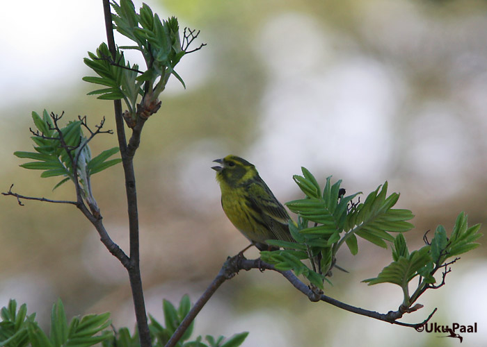 Koldvint (Serinus serinus)
Haapsalu, mai 2007
Keywords: serin