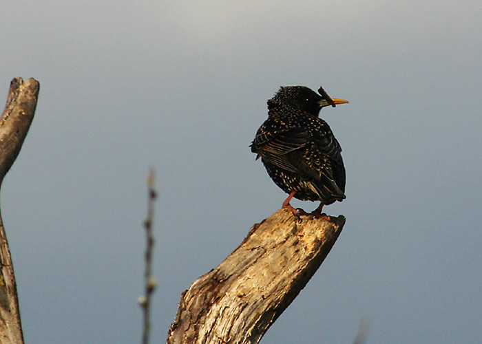 Kuldnokk (Sturnus vulgaris)
Aardla,Tartumaa, aprill 2005

UP
Keywords: starling