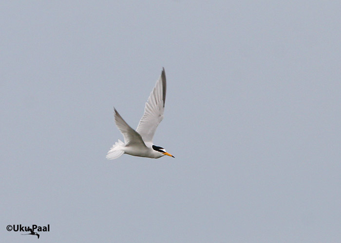 Väiketiir (Sterna albifrons)
Ilmatsalu, Tartumaa, mai 2007. Sisemaal haruldane liik.
Keywords: little tern