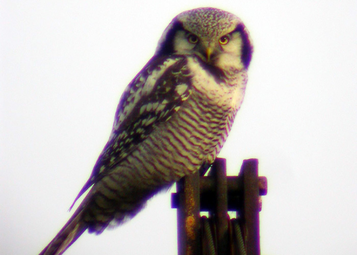 Vöötkakk (Surnia ulula)
Kabli linnujaaam, Pärnumaa, 25.10.2005

Indrek Tammekänd

Keywords: hawk owl