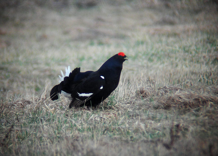 Teder (Tetrix tetrix)
Tartumaa, aprill 2006

UP
Keywords: black grouse