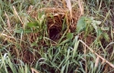 Filename=citrine_wagtail.jpg
Filesize=315KiB
Dimensions=760x490
Date added=Jun 10, 2007 citrine_wagtail.jpg