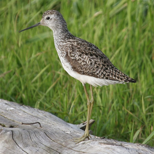 Lammitilder (Tringa stagnatilis)
Aardla, Tartumaa, 1.7.2005

Margus Ots
Keywords: marsh sandpiper