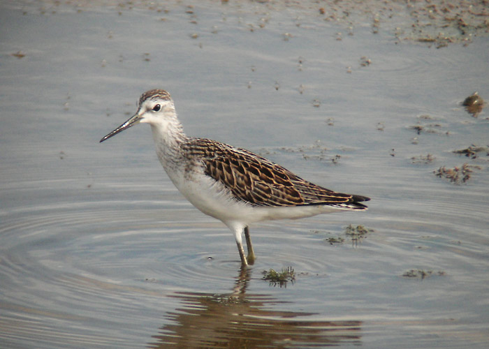 Lammitilder (Tringa stagnatilis)
Ilmatsalu, Tartumaa, 17.7.2005

UP
Keywords: marsh sandpiper