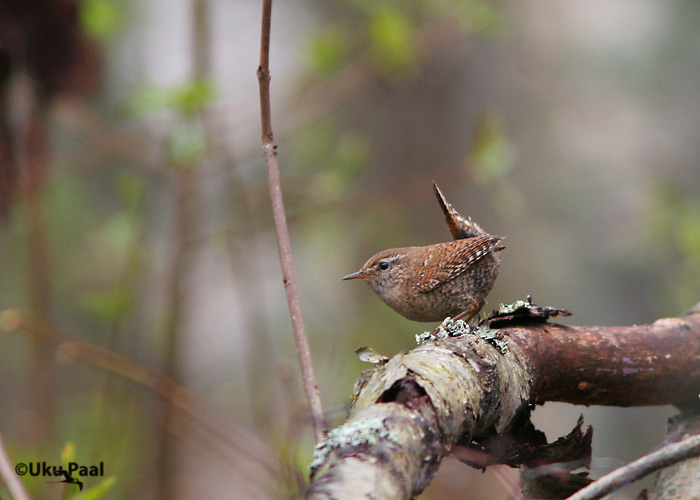 Käblik (Troglodytes troglodytes)
Tartumaa, aprill 2007
Keywords: wren