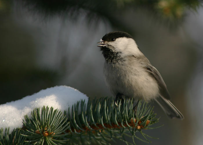 P6hjatihane (Parus montanus)
Raadi, Tartumaa, märts 2005

UP
Keywords: willow tit