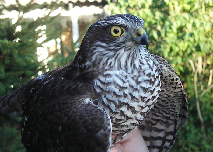 Raudkull (Accipiter nisus)
Sõrve linnujaam, Saaremaa, oktoober 2005

UP
Keywords: ringing rõngastamine rõngastus sparrowhawk