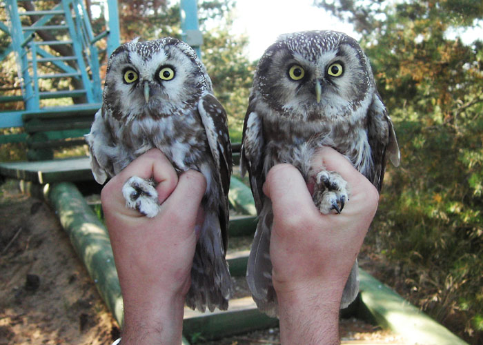 Karvasjalg-kakk (Aegolius funereus)
Kabli linnujaam, Pärnumaa, september 2005

UP
Keywords: ringing rõngastamine rõngastus Tengmalm's owl